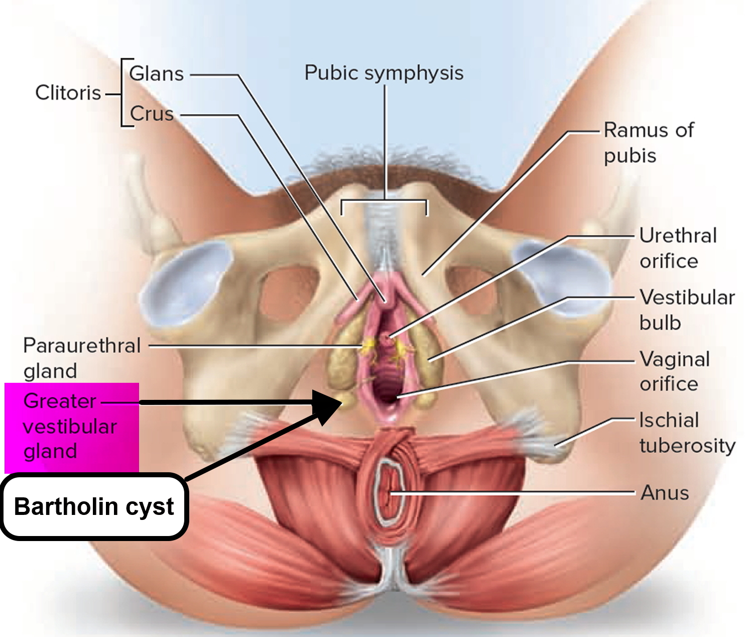 bartholin gland - greater vestibular gland
