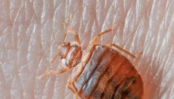bed bugs