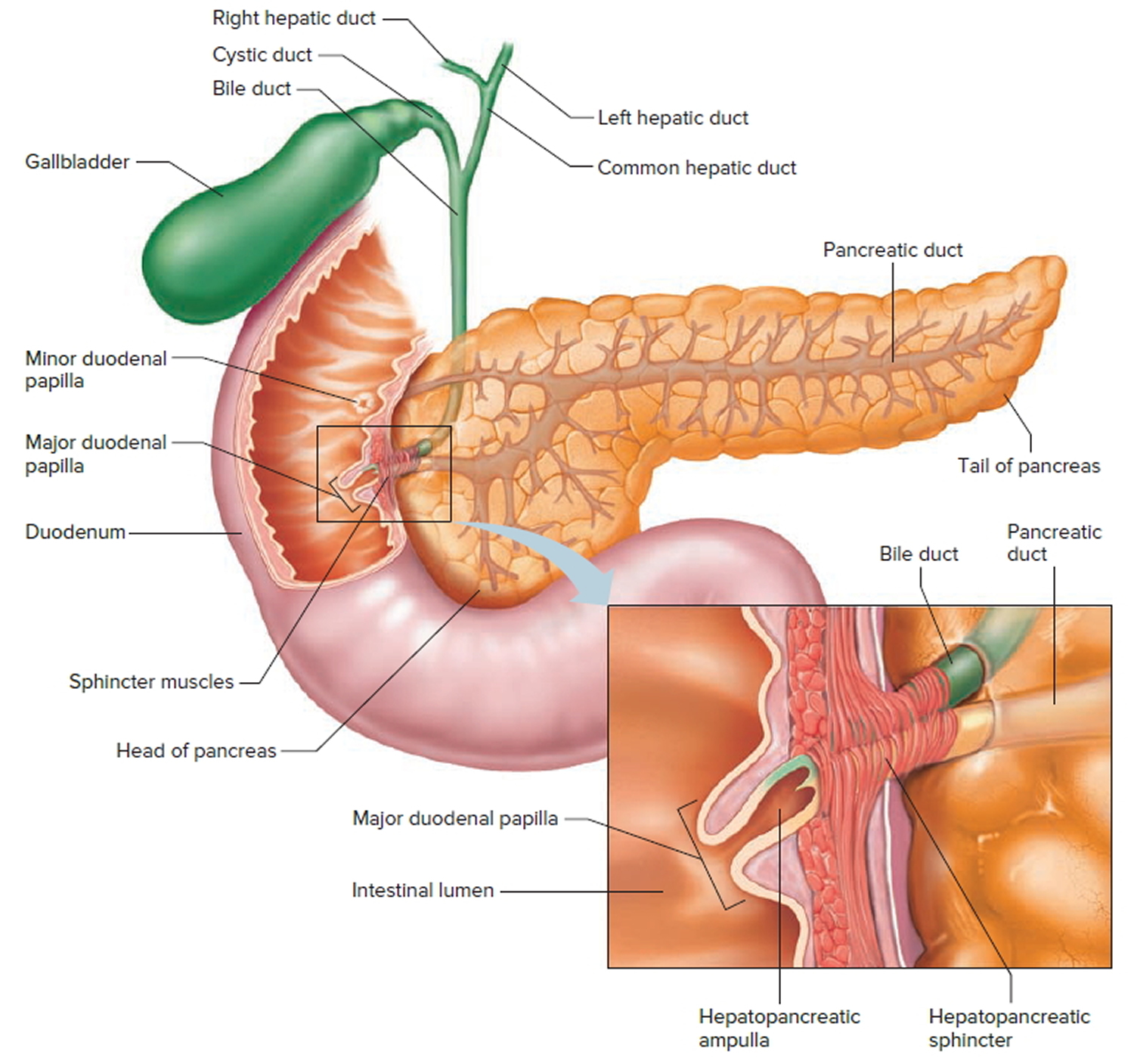 Does Bile Duct Cancer Affect The Liver