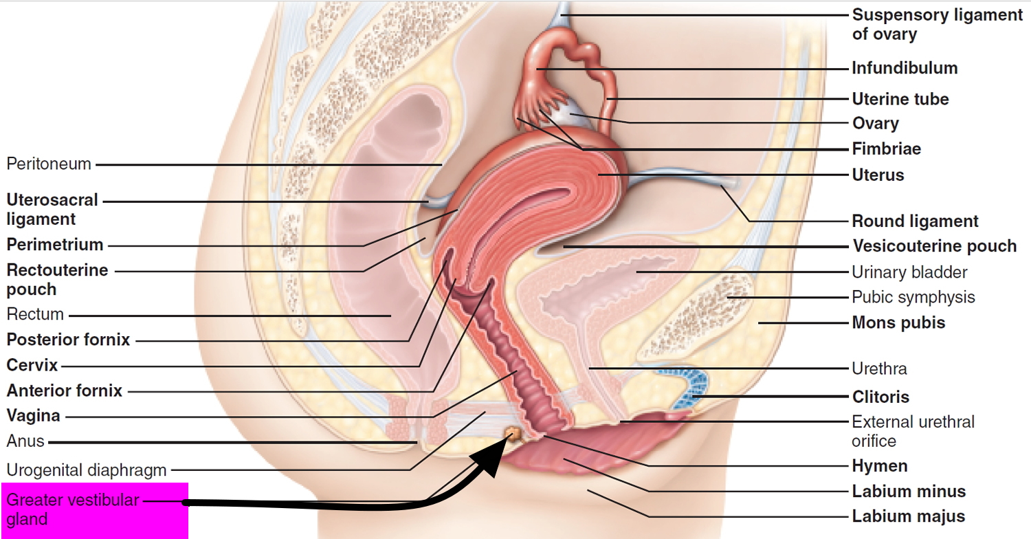 greater vestibular gland - bartholin gland