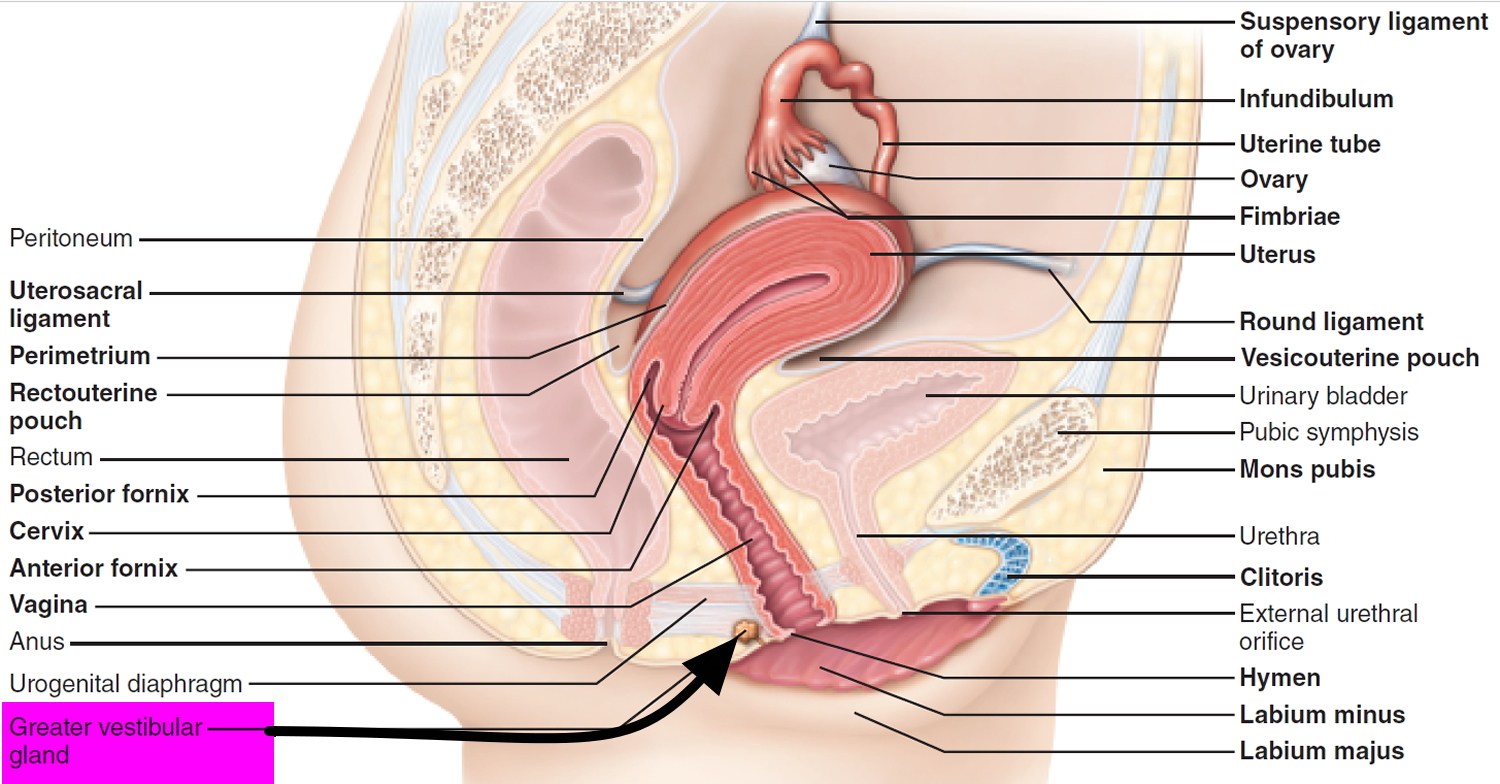 greater vestibular glands