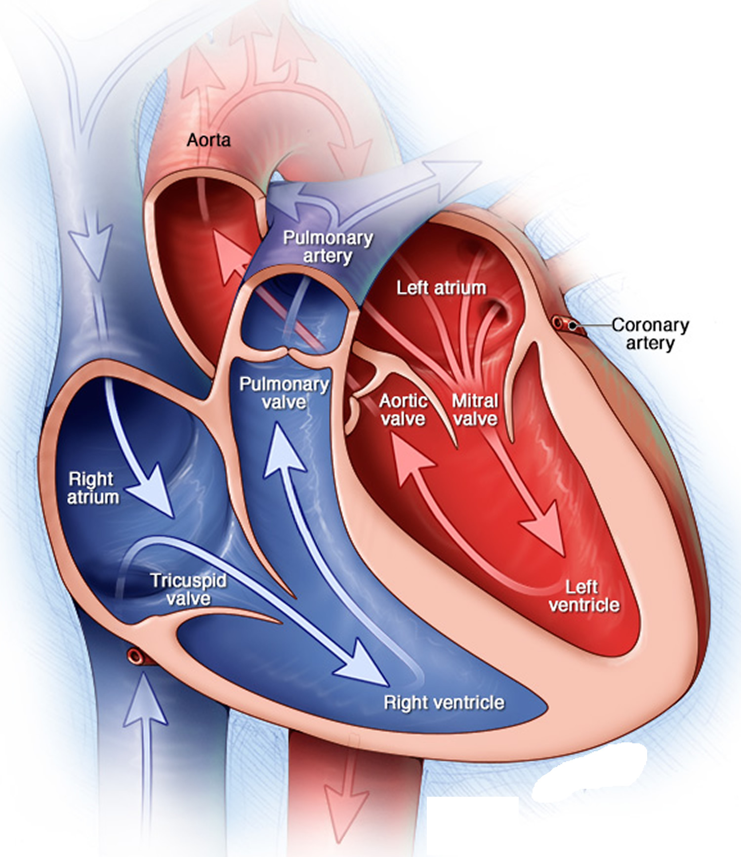 Heart Diagram With Valves