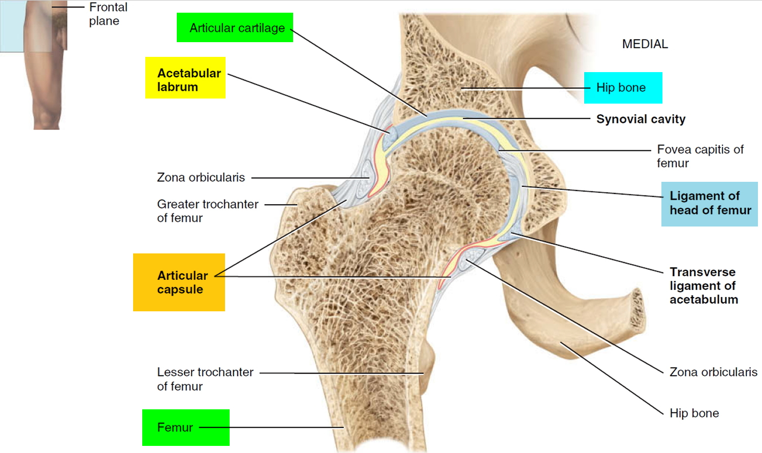 hip joint frontal section