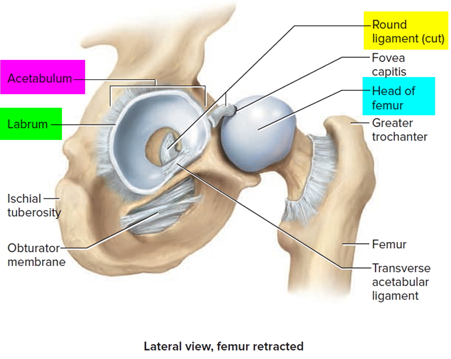 hip joint lateral view