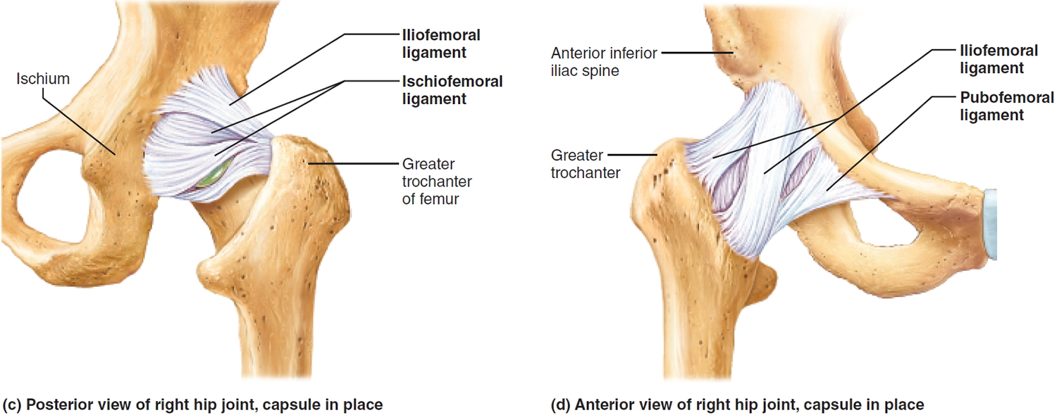 hip joint ligaments