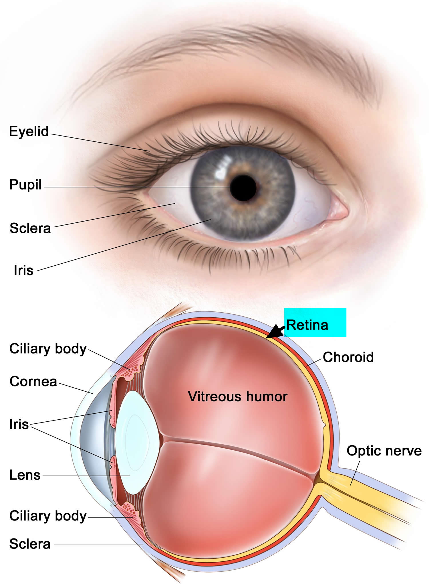 function of retina in human eye