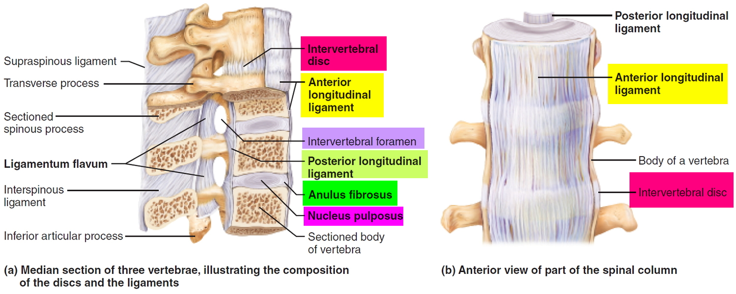 Herniated Disk - Causes, Symptoms, Exercises, Surgery ...