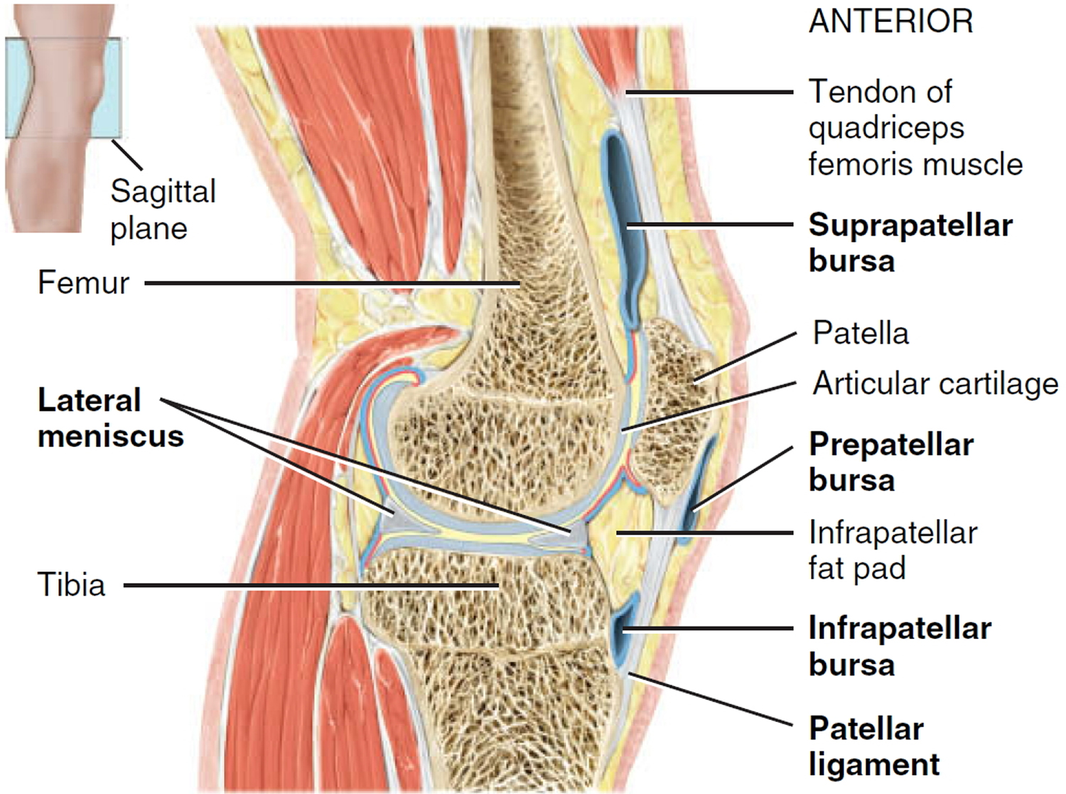 knee anatomy