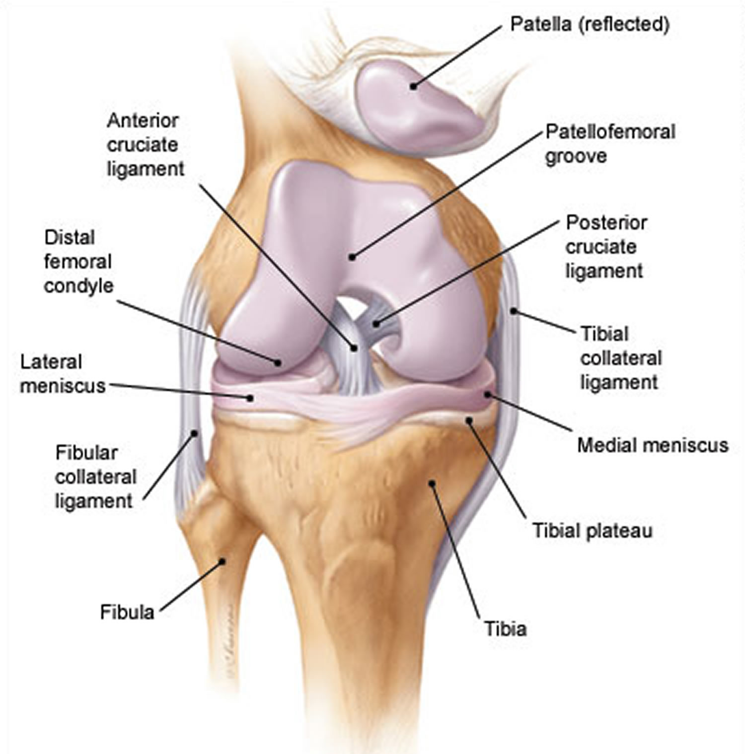 Knee Anatomy Posterior View Human Anatomy