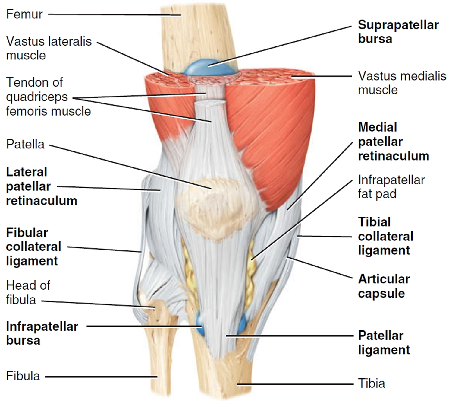 knee joint consists of which three compartments