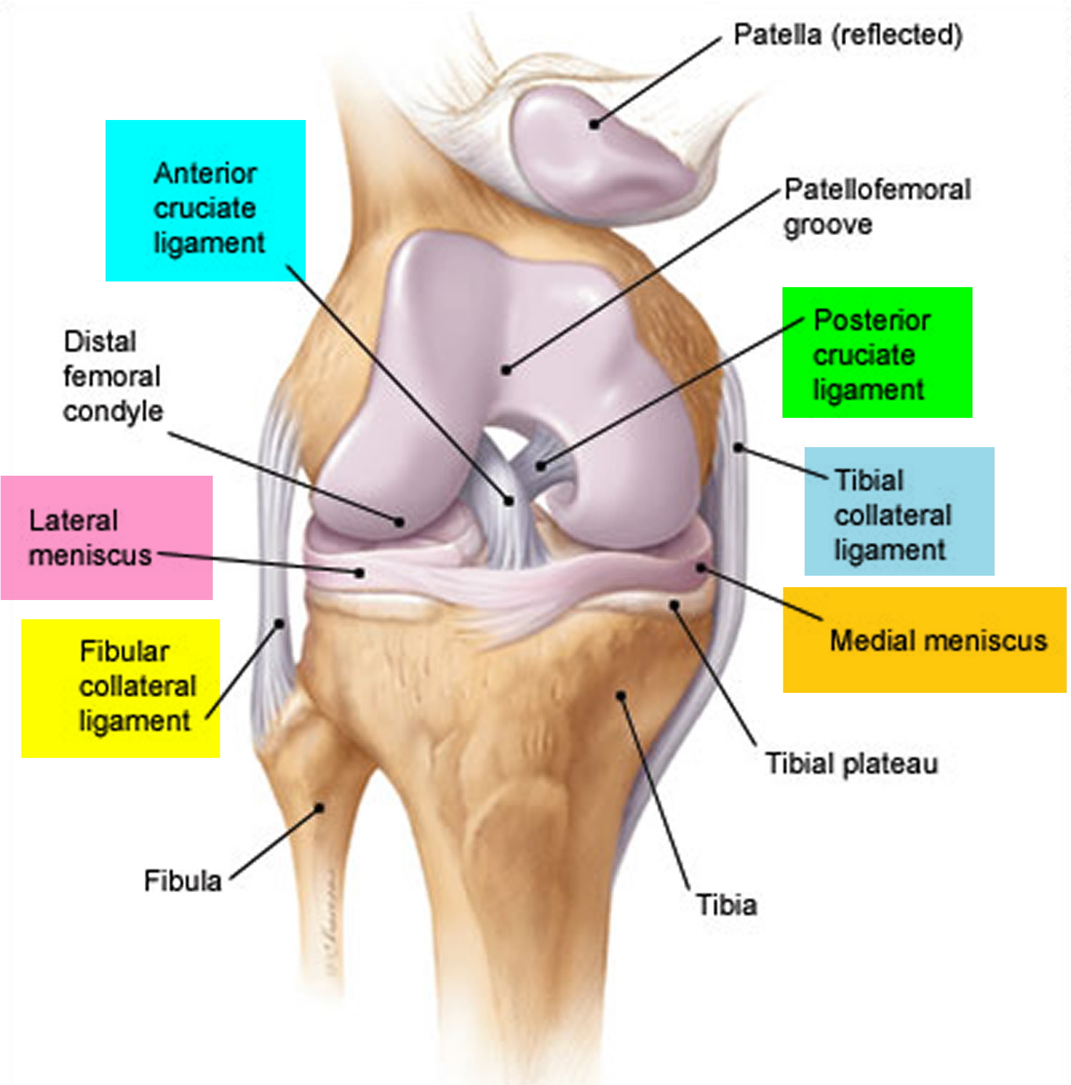 acl-injury-symptoms-acl-injury-test-treatment-recovery-time