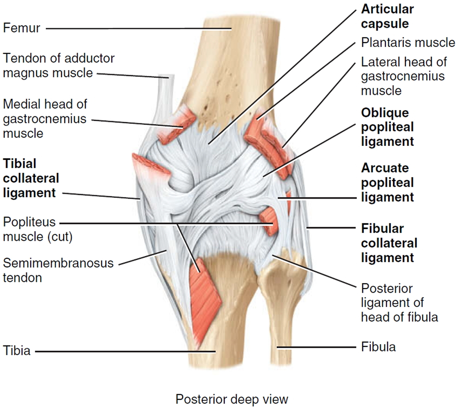 knee joint consists of which three compartments