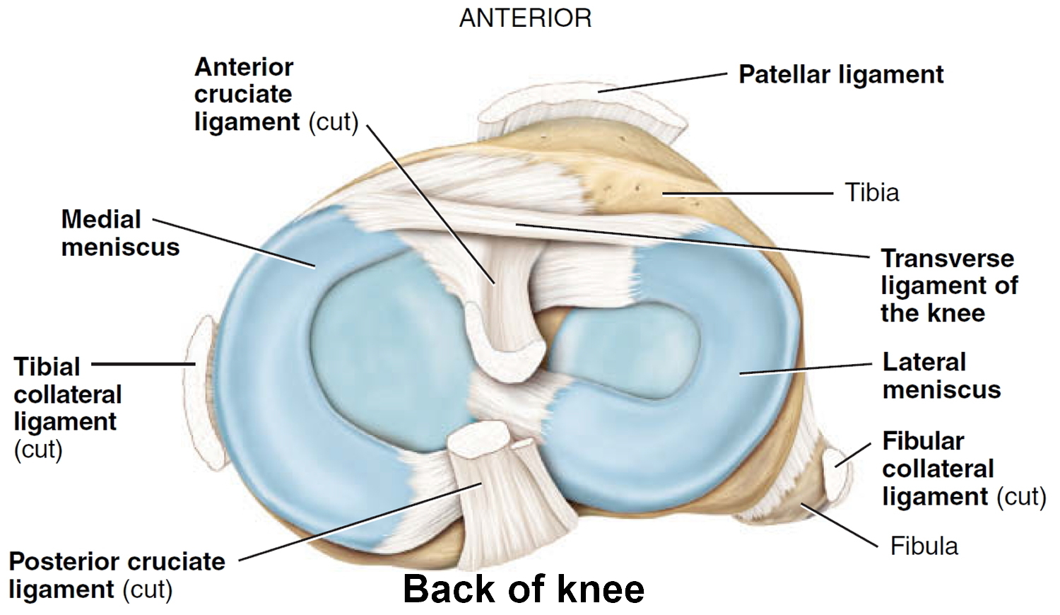 knee joint anatomy