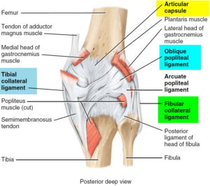 Torn Meniscus - Signs & Symptoms, Test, Diagnosis, Recovery, Treatment