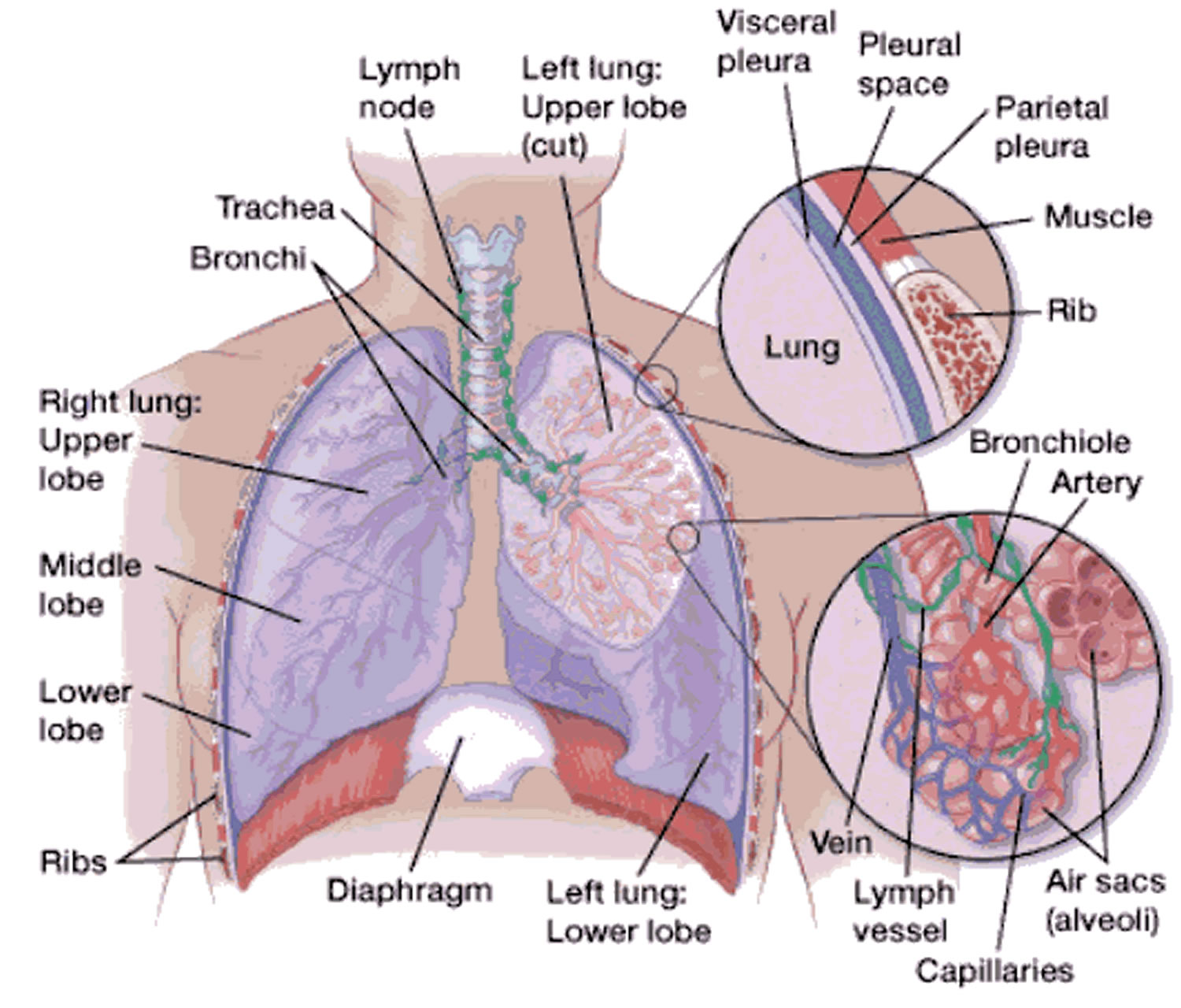 Albums 93+ Images where are the lungs located in the back Sharp