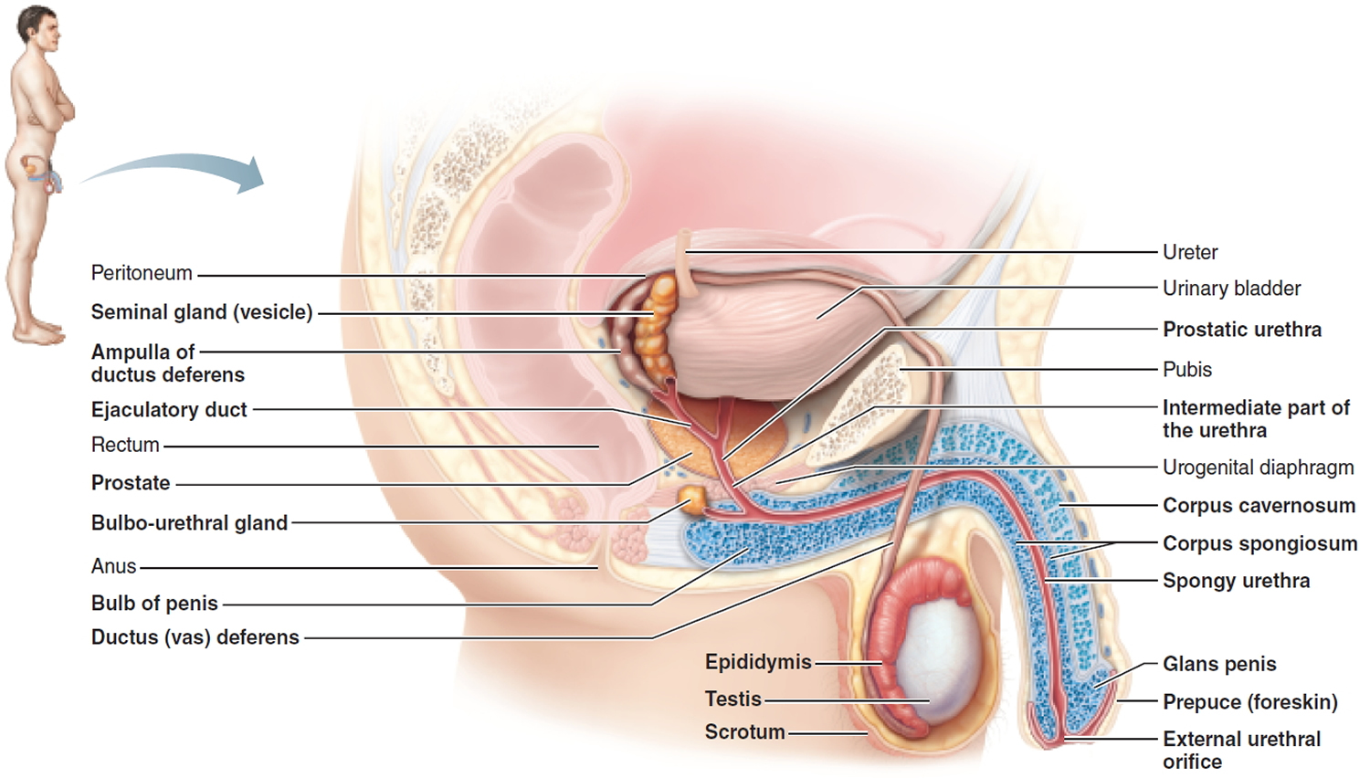 Anorgasmia In Men Women Causes and Treatment