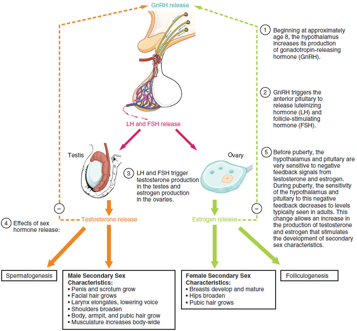 Diagram Of Puberty