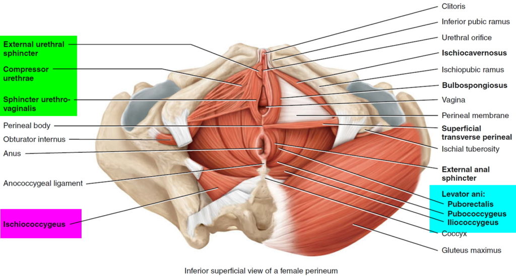 pelvic-organ-prolapse-causes-symptoms-surgery-treatment