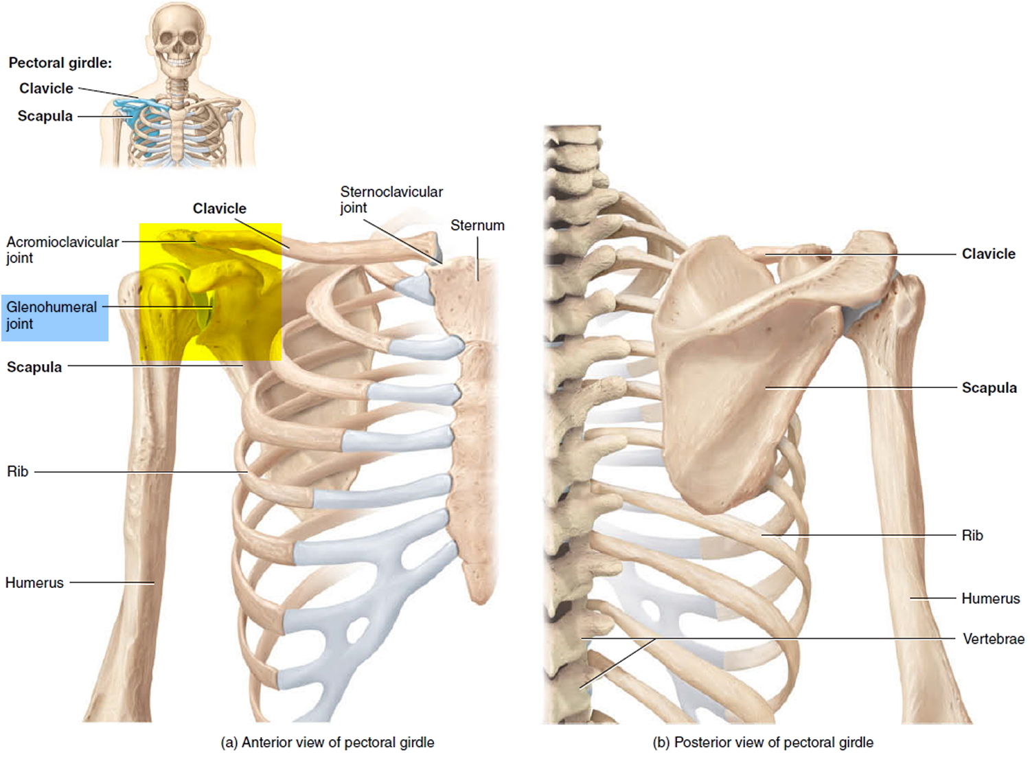 deltoid tuberosity clavicle