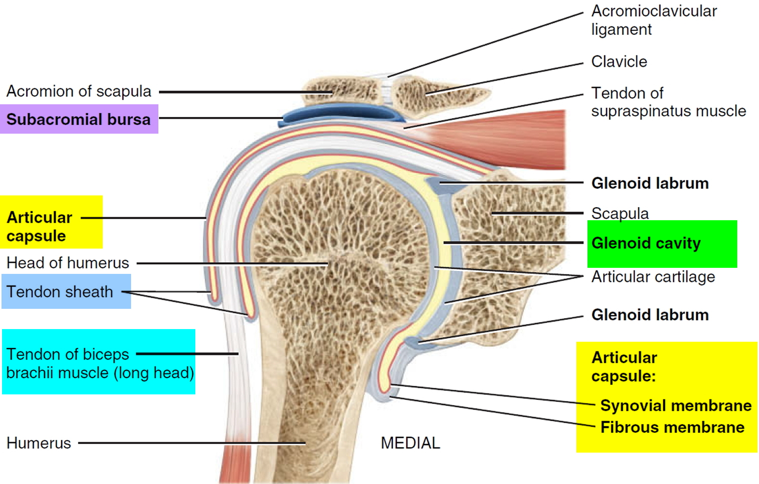 Dislocated Shoulder - Causes, Signs, Symptoms, How To Fix