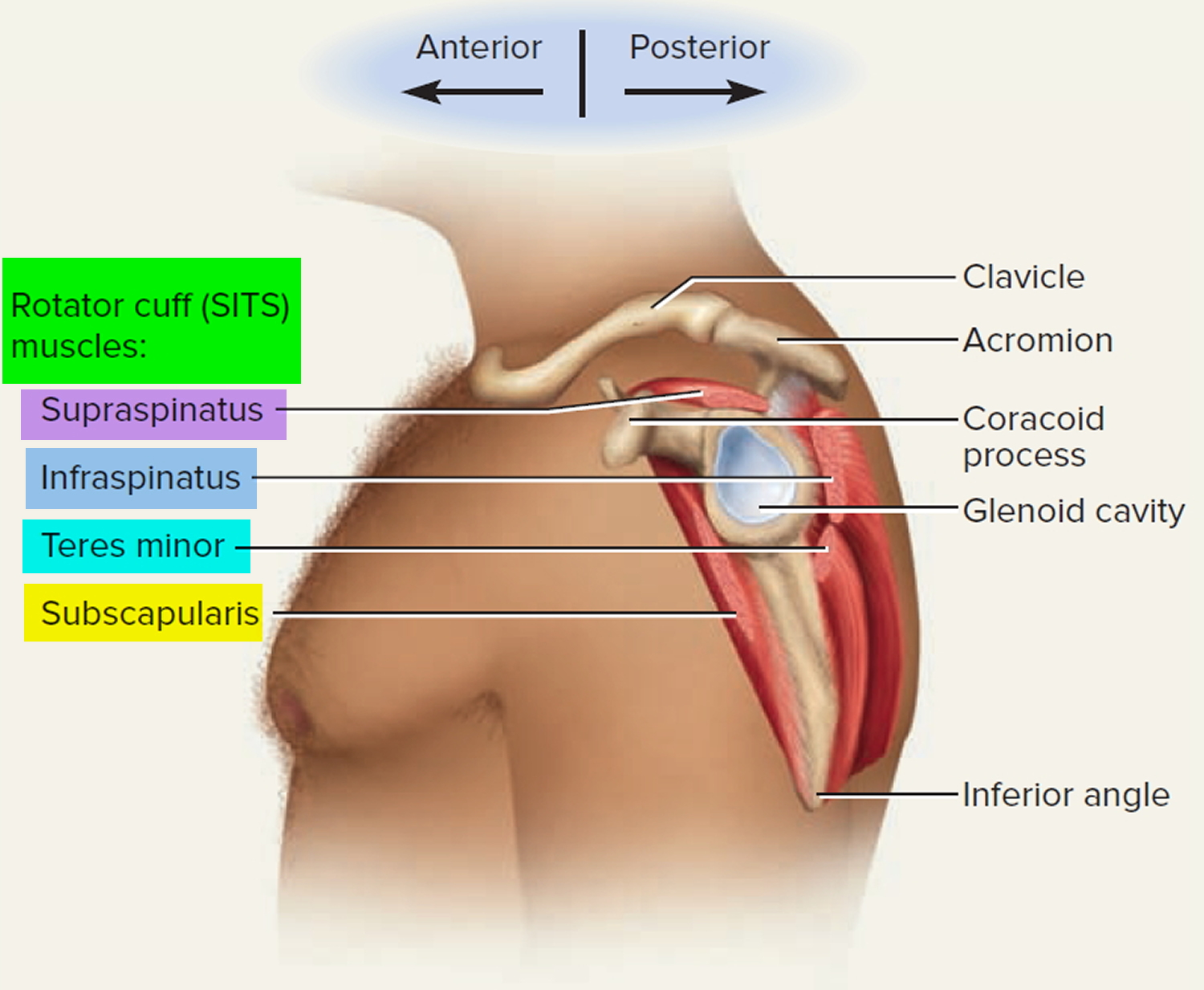 shoulder joint - rotator cuff muscles