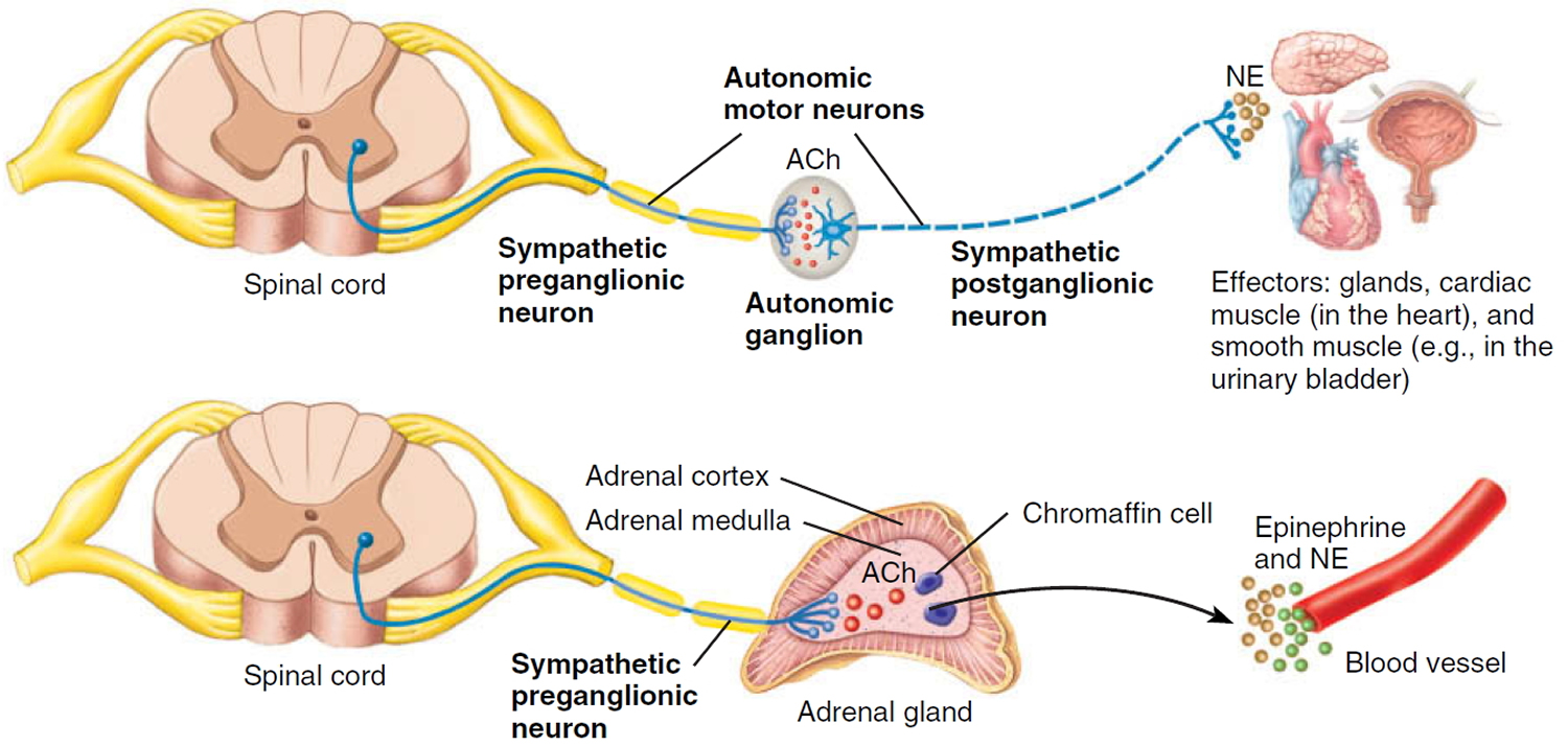 sympathetic-nervous-system