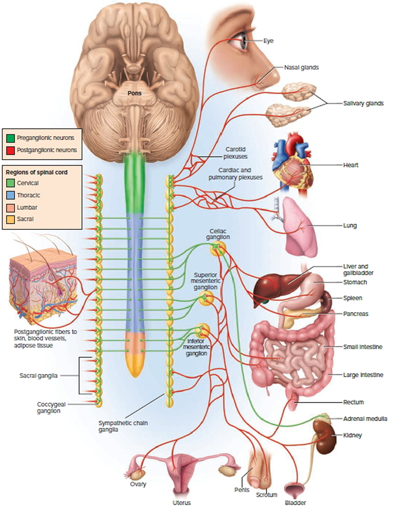 Neuroblastoma Cancer Causes Symptoms Survival Rate Treatment