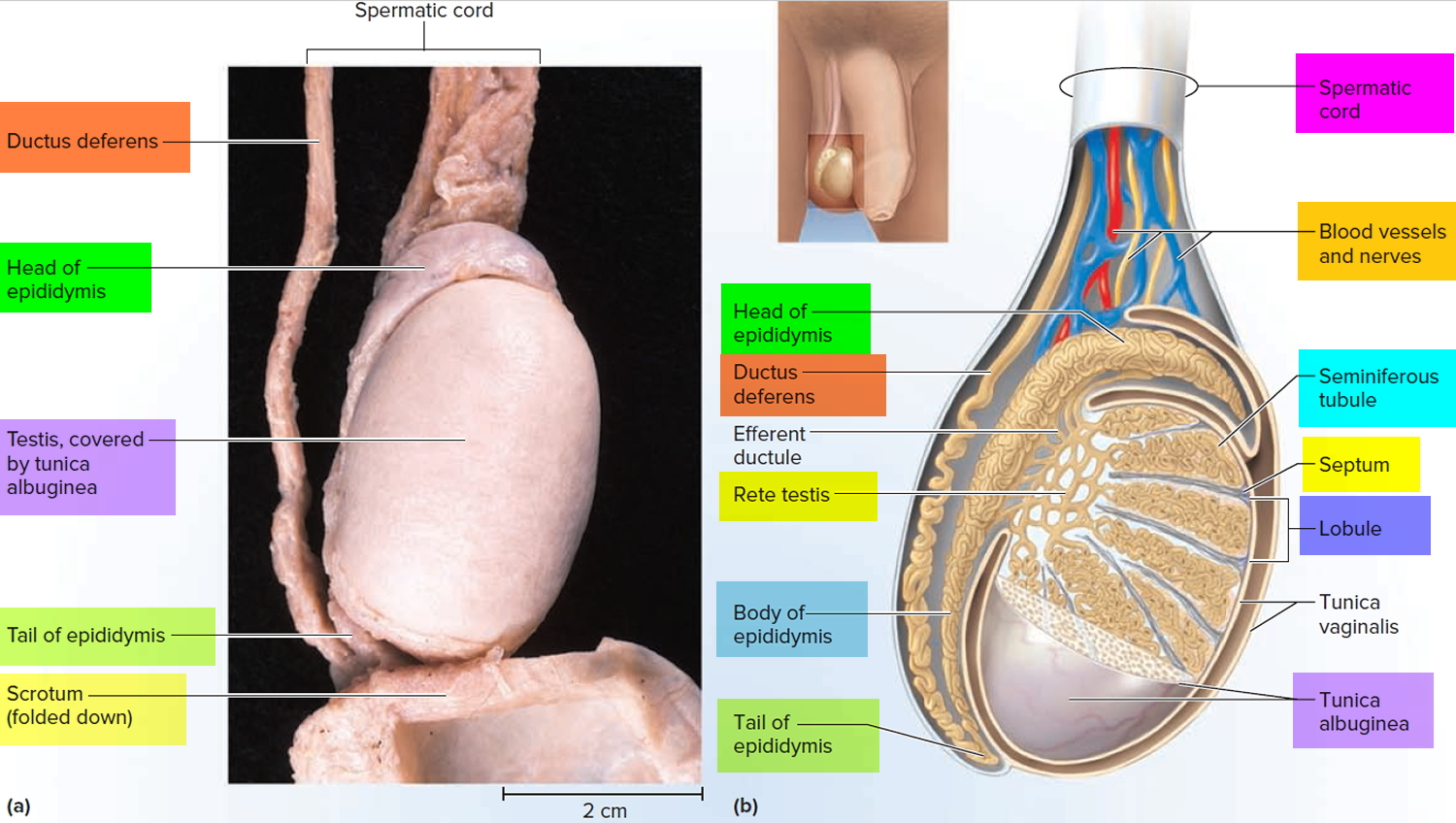 testicle anatomy