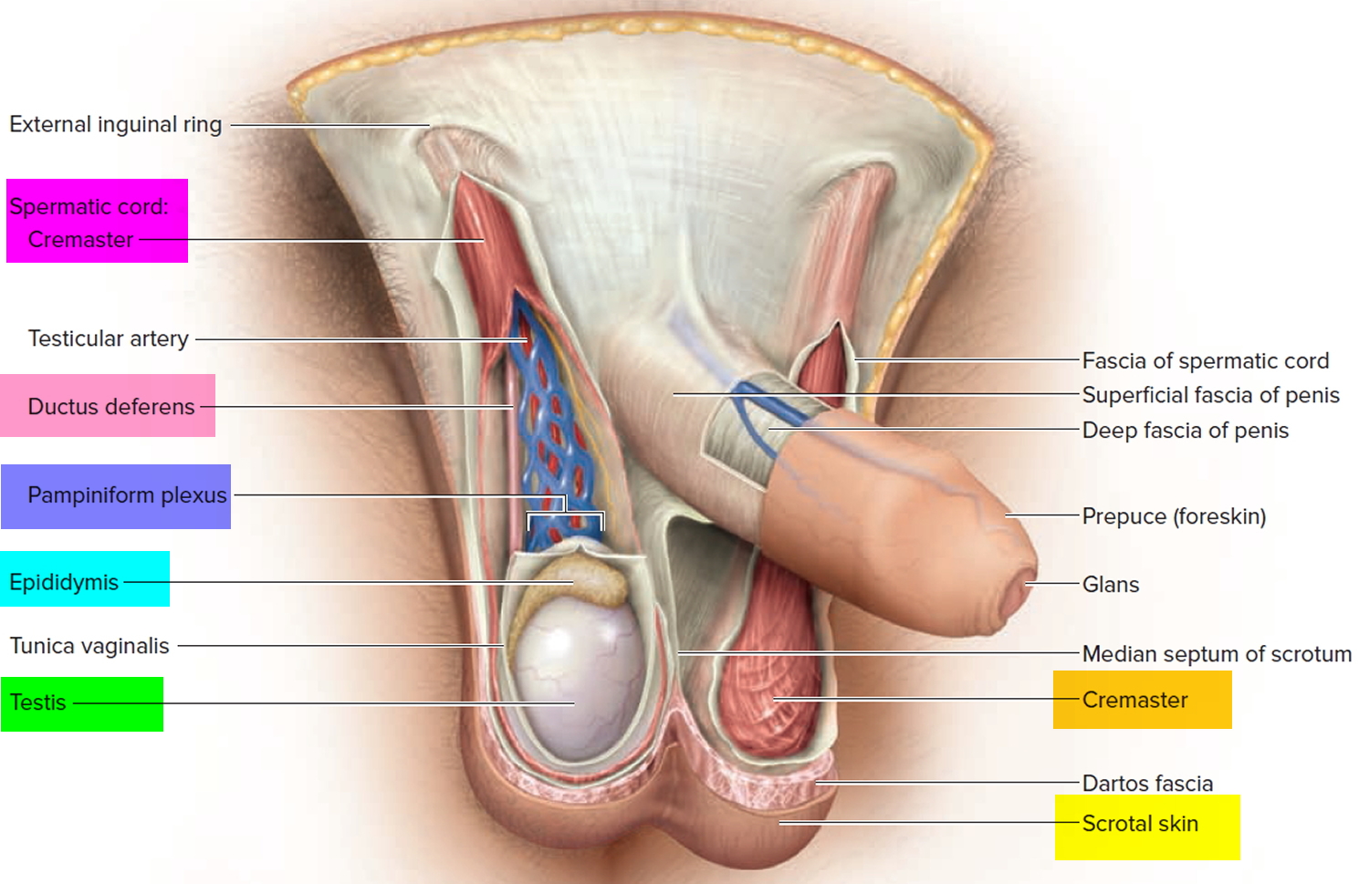 Testicular Cancer