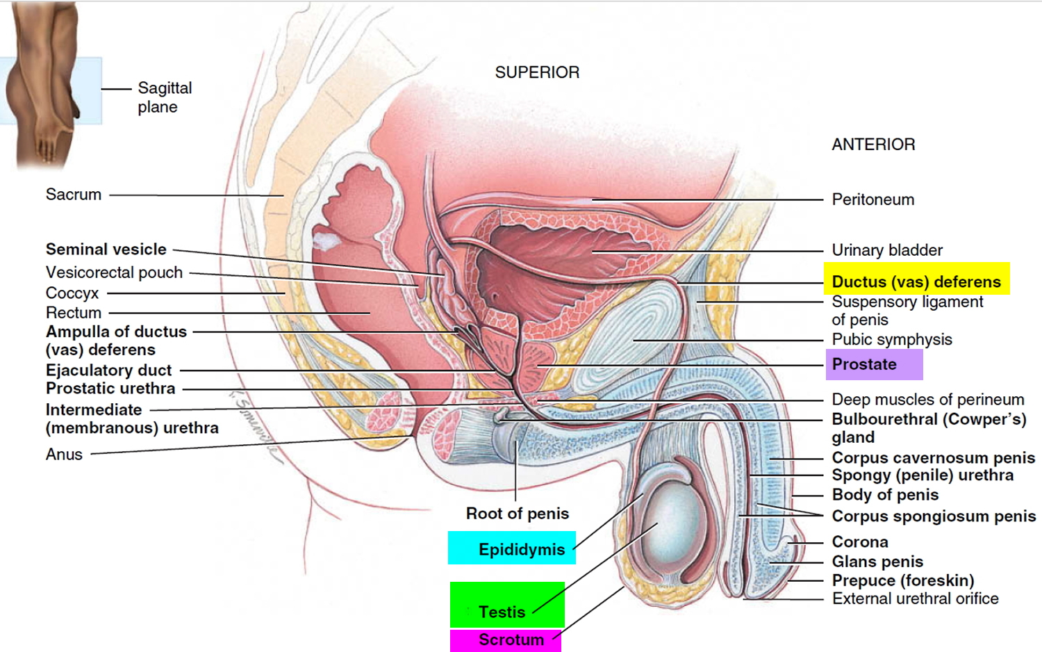 Testicular Cancer - Symptoms, Causes, Lump, Survival Rate ...