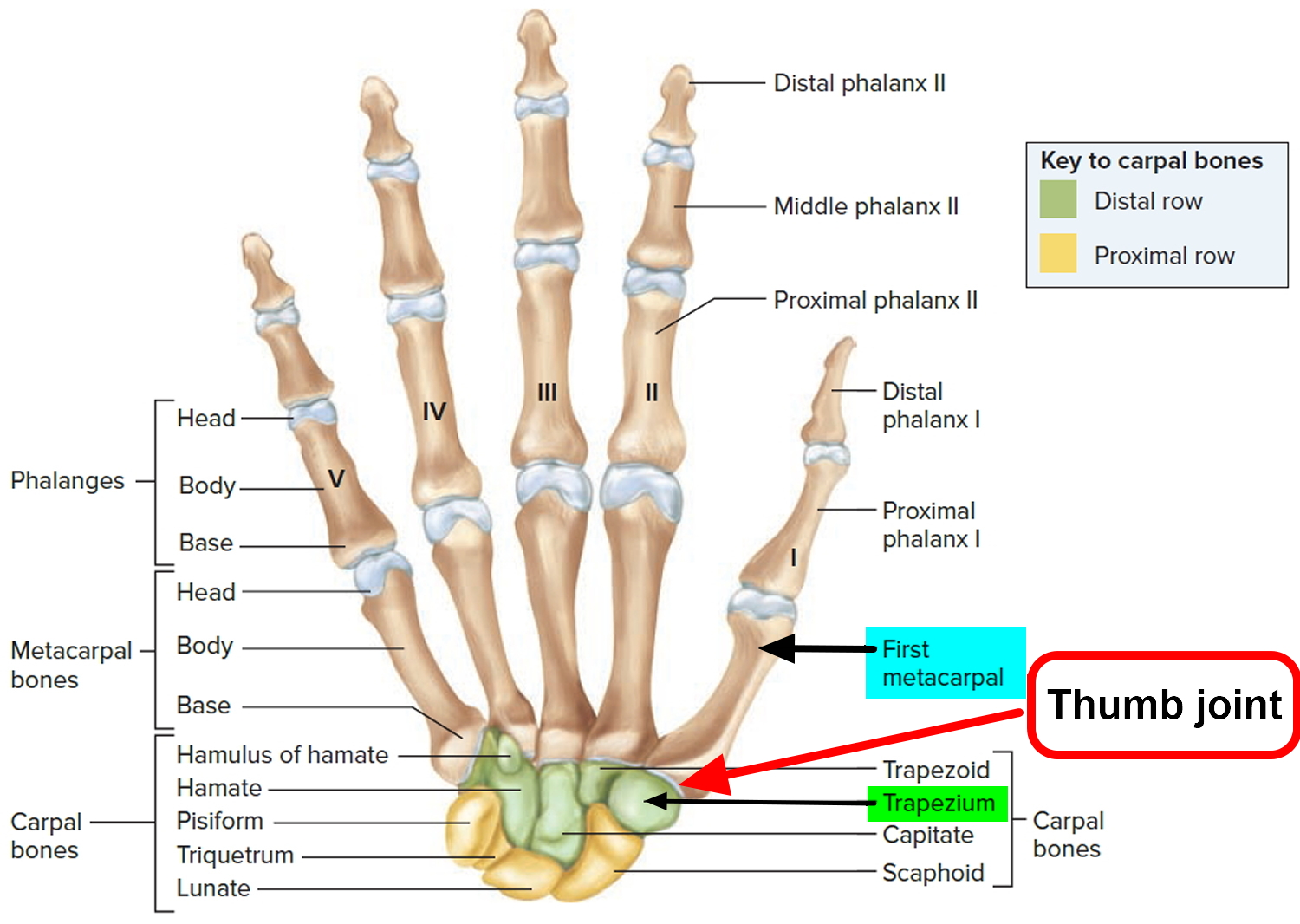thumb joint and bones.