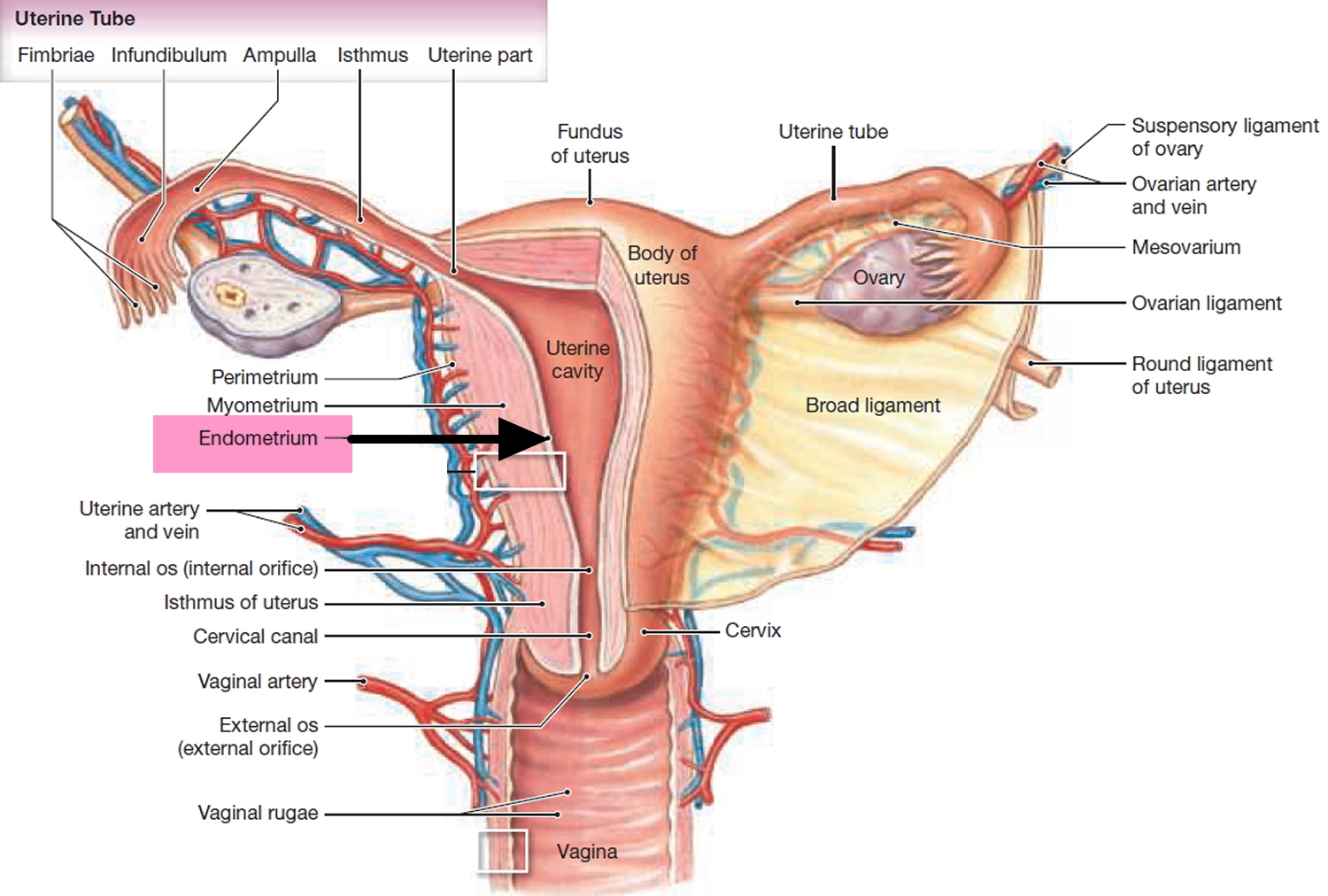 Pain On One Side Of Uterus During Period