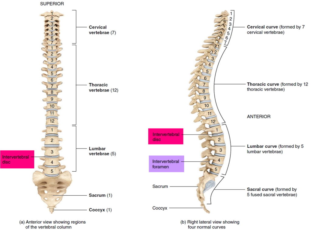 Intervertebral disc anatomy, function, degeneration, herniation