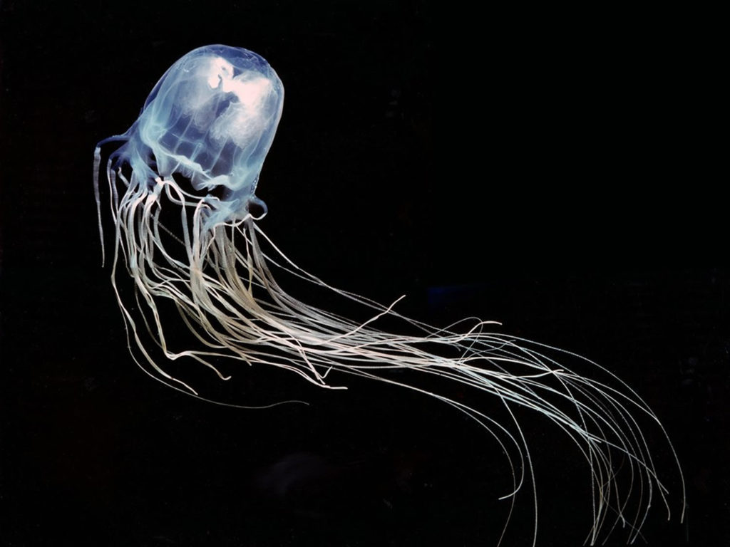 Jellyfish Sting Symptoms, How To Treat A Jellyfish Sting