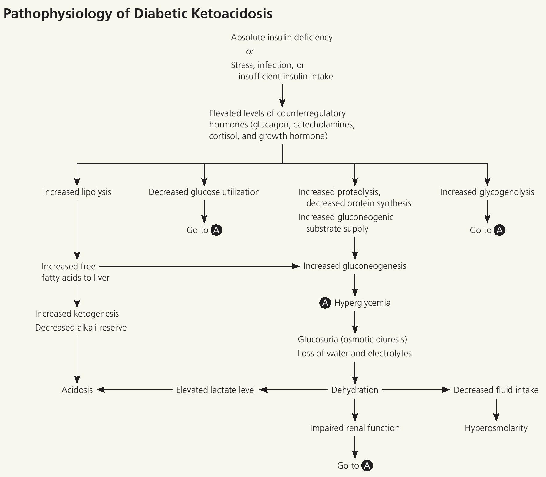 Diabetic ketoacidosis pathophysiology
