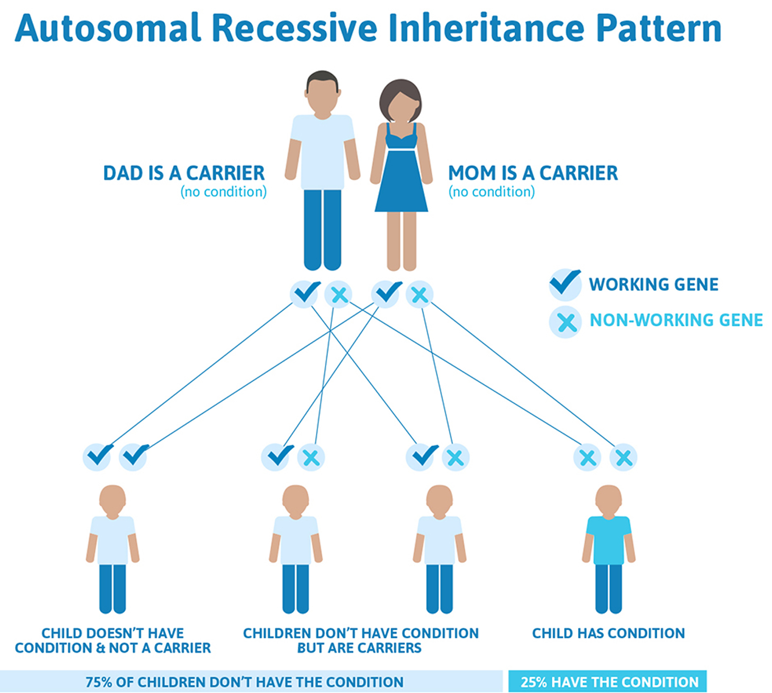 Hemophilia C inheritance pattern