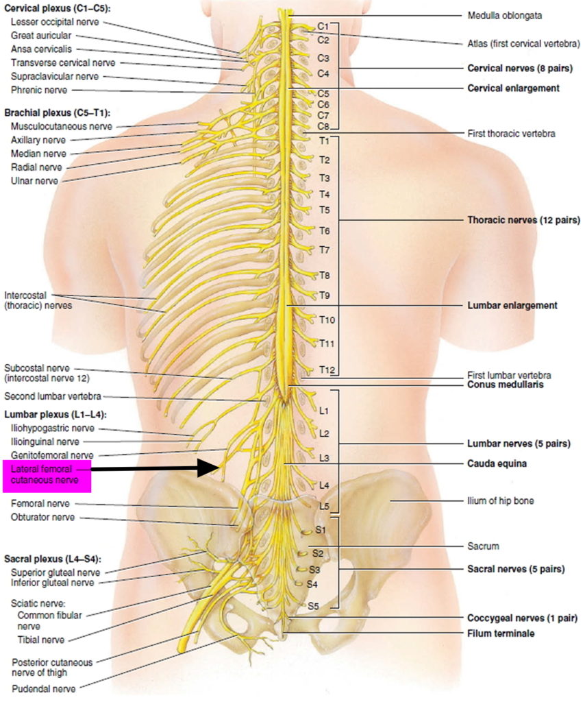 Can Meralgia Paresthetica Causes Pain In Calf