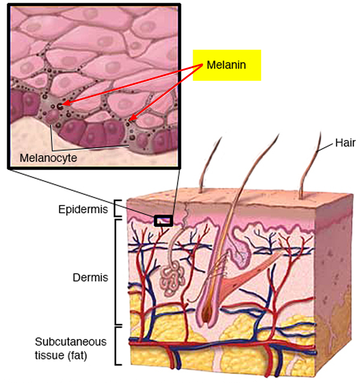 В каком слое кожи синтезируется пигмент меланин. Строение кожи меланин. Меланоциты эпидермиса кожи.