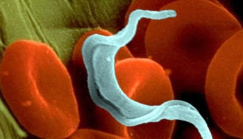Trypanosoma cruzi