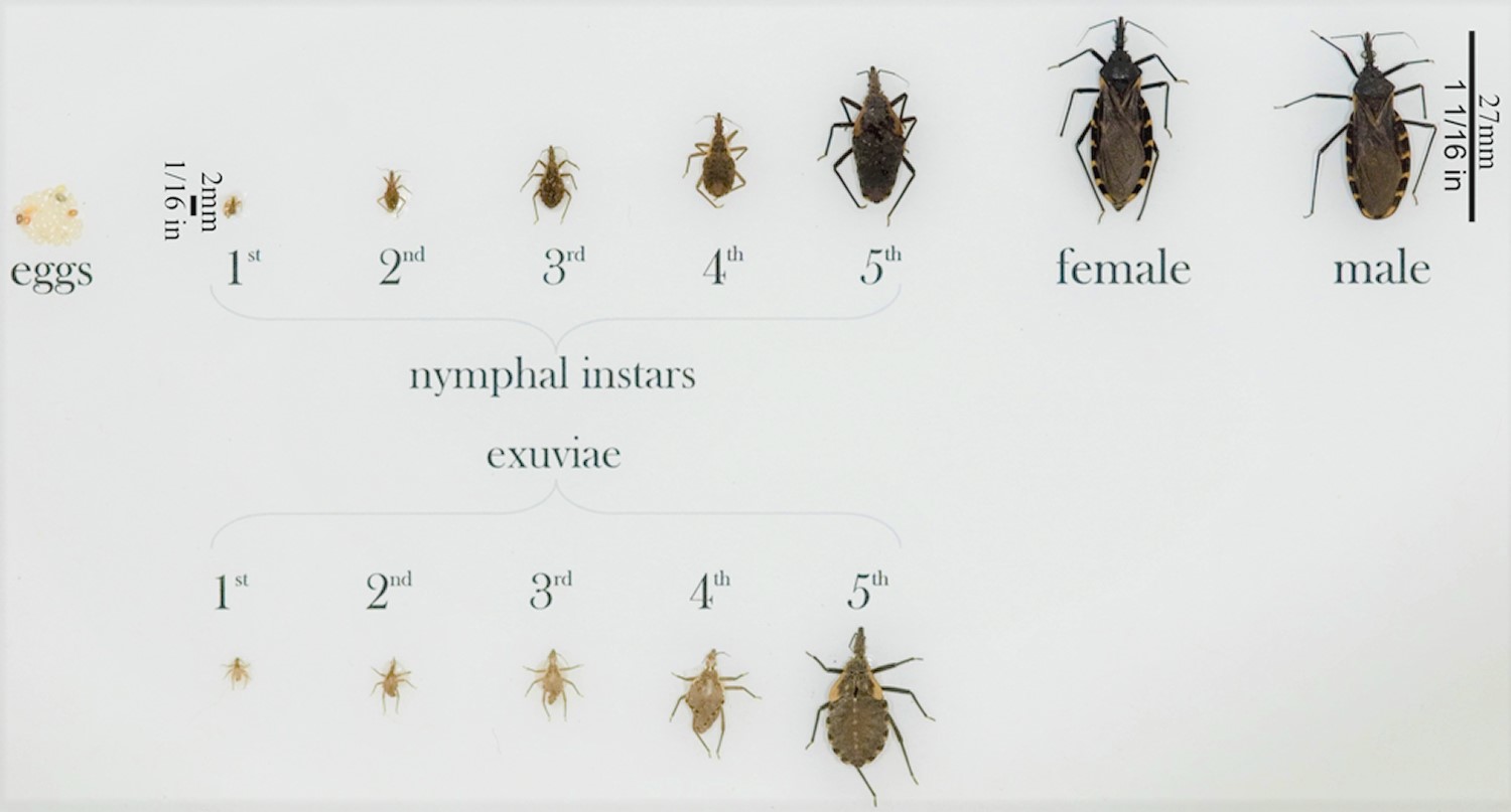 Various Triatomine Bugs in all Life Stages
