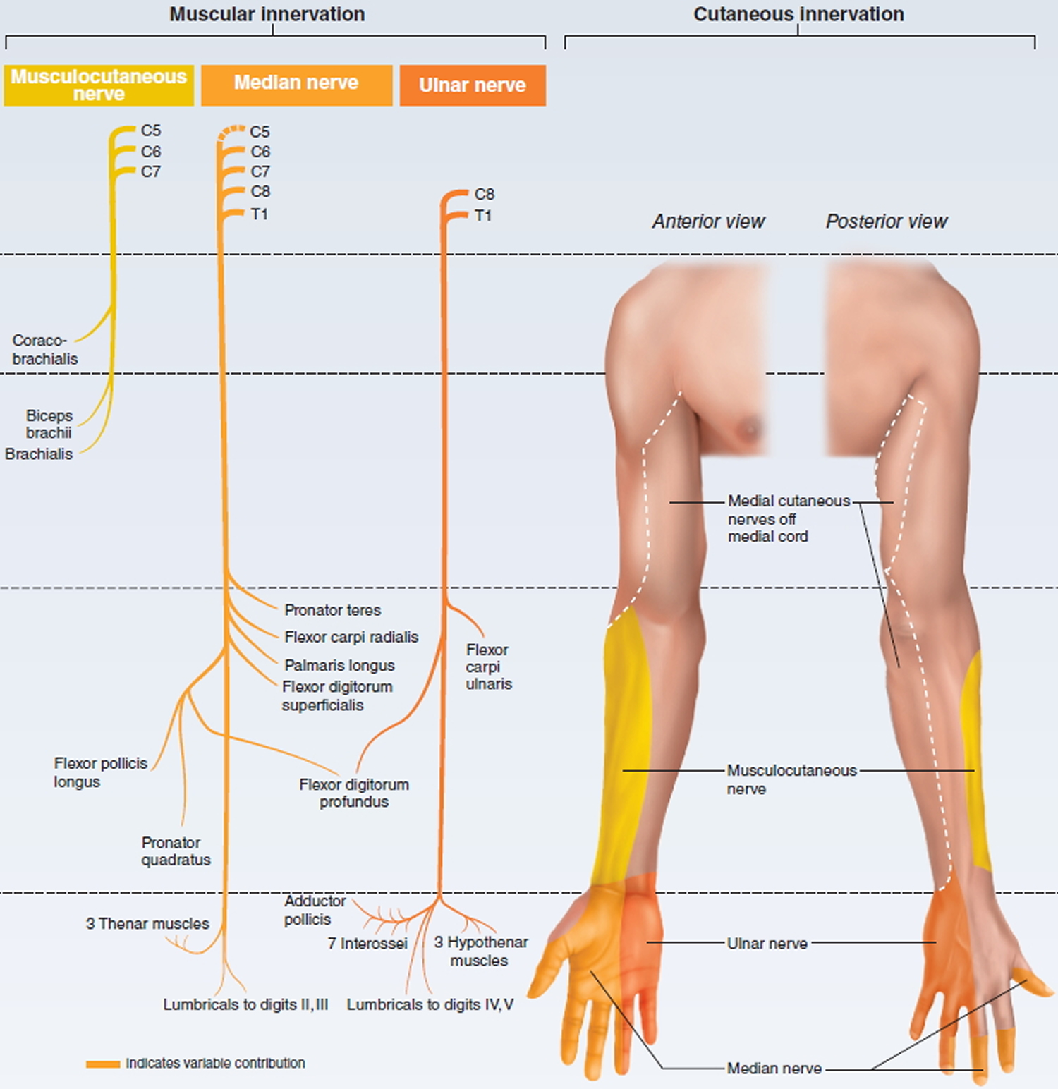 Brachial Plexus Injury Chart