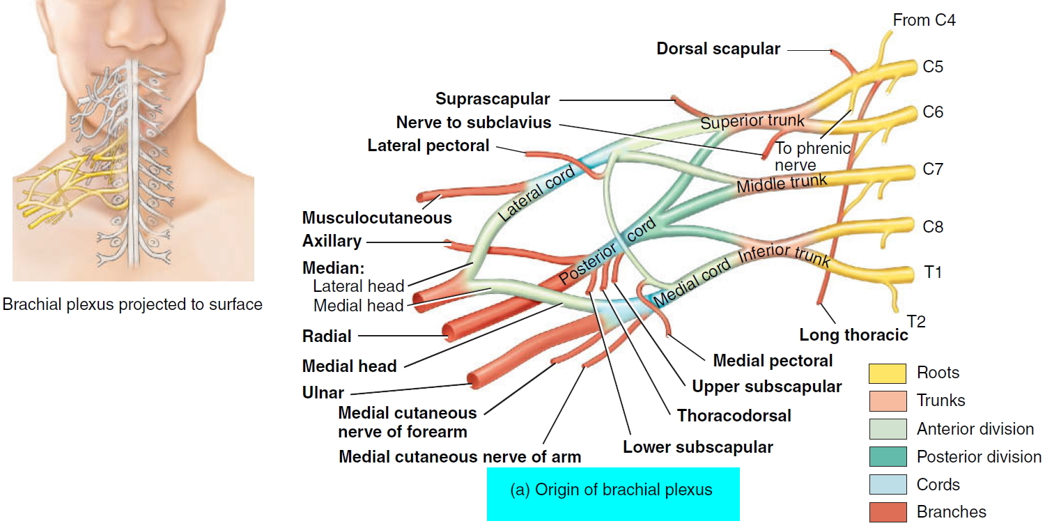 Nerve Root Origin Of Brachial Plexus