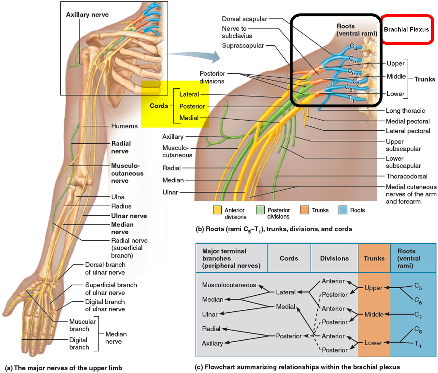 Brachial Plexus Ulnar Nerve Spinal Nerve Upper Limb Anatomy Nerve ...