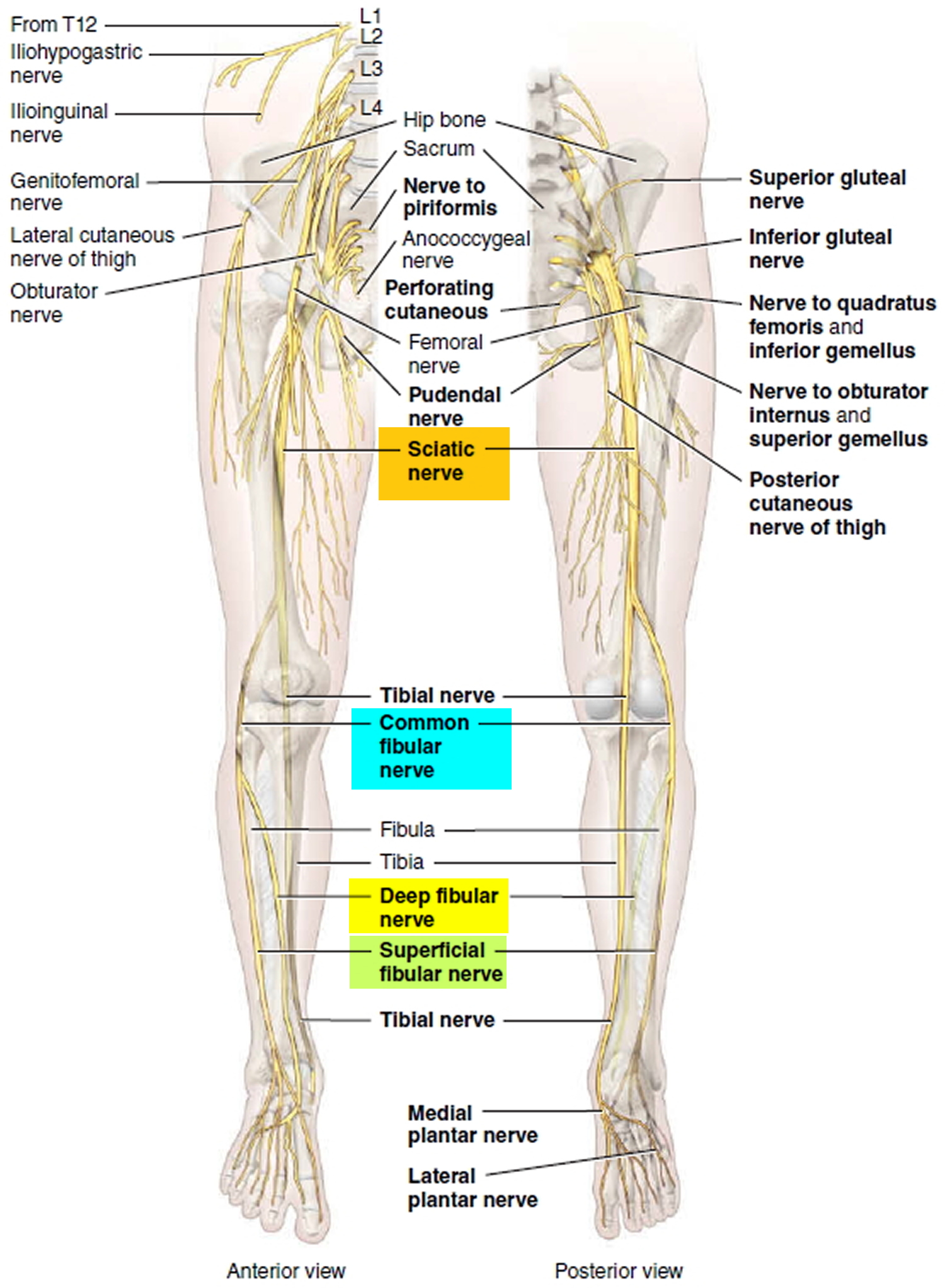 lower leg muscle chart