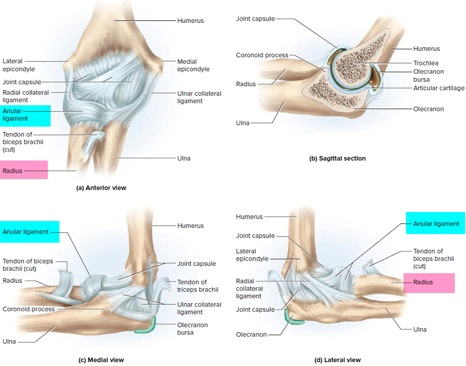 all-about-elbows-corenewport