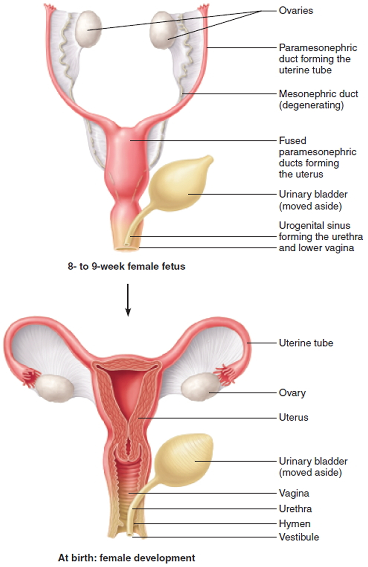 Double Uterus - Causes, Symptoms, Complications-8513