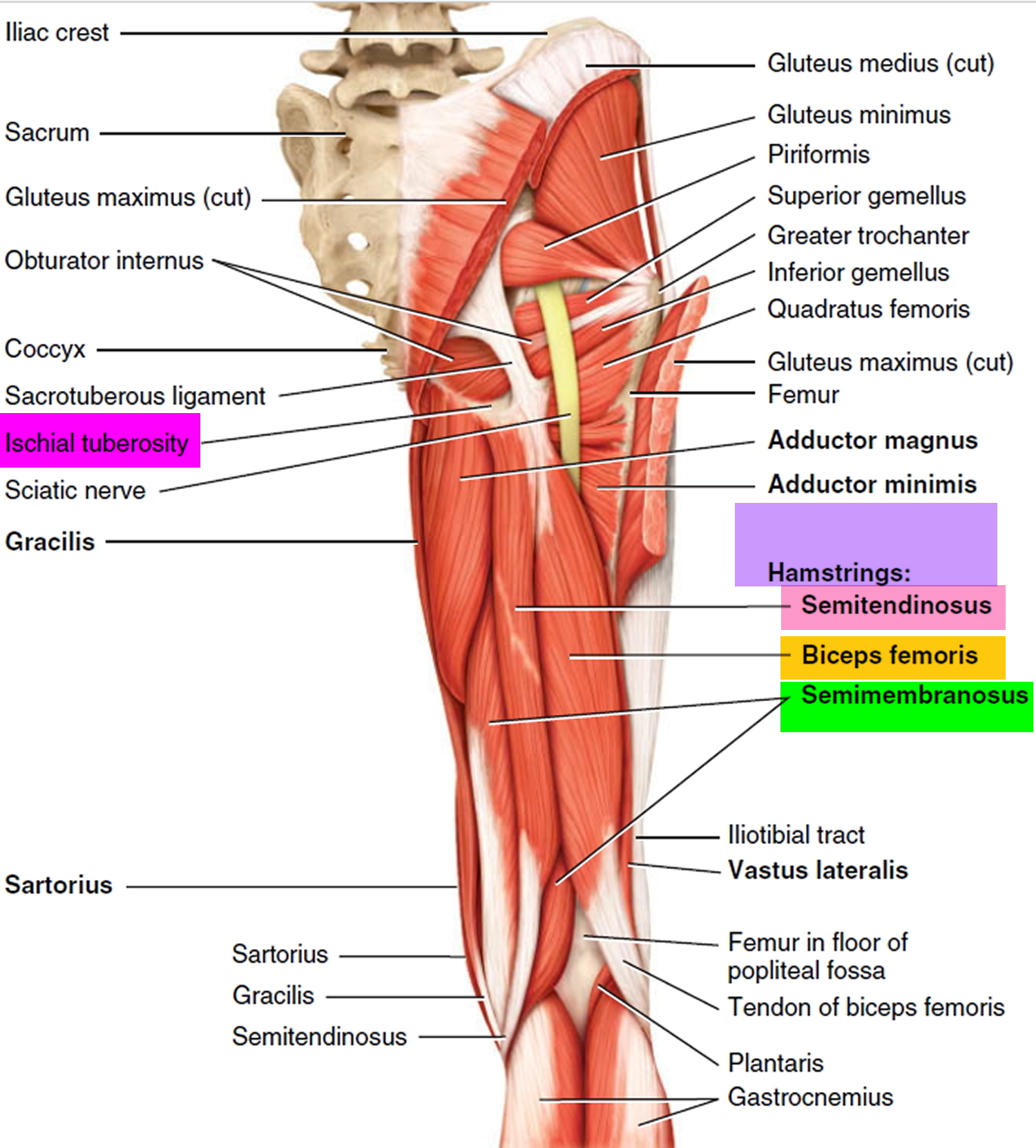 Hamstring Tendon Anatomy Anatomy Drawing Diagram