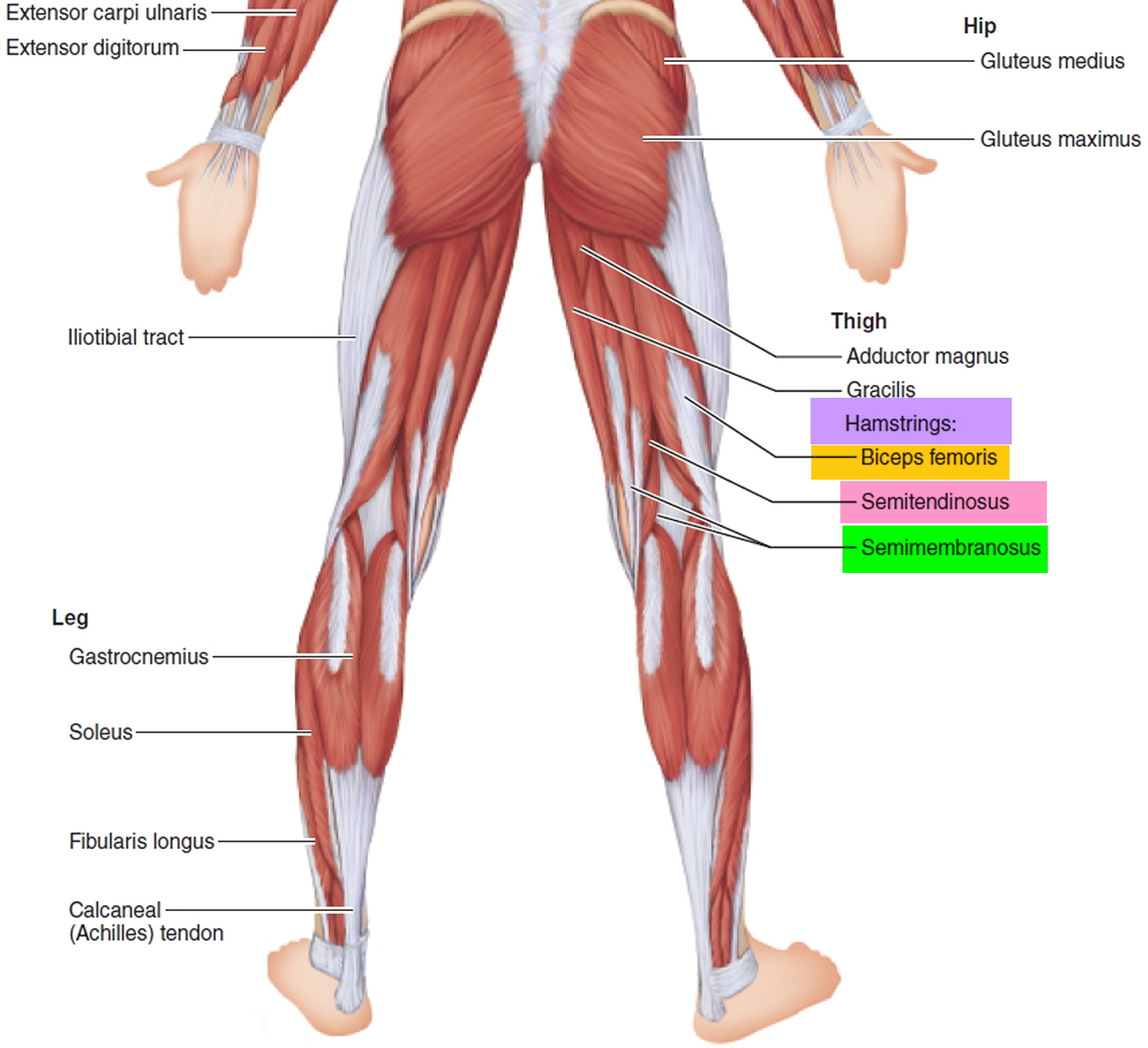 Leg Muscles Diagram Hamstring Gsu Muscles Of The Hip And Thigh Flashcards Easy Notecards 0020