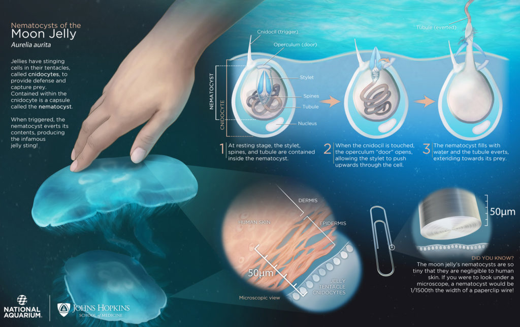 How Do Box Jellyfish Stings Work at Michelle Diaz blog