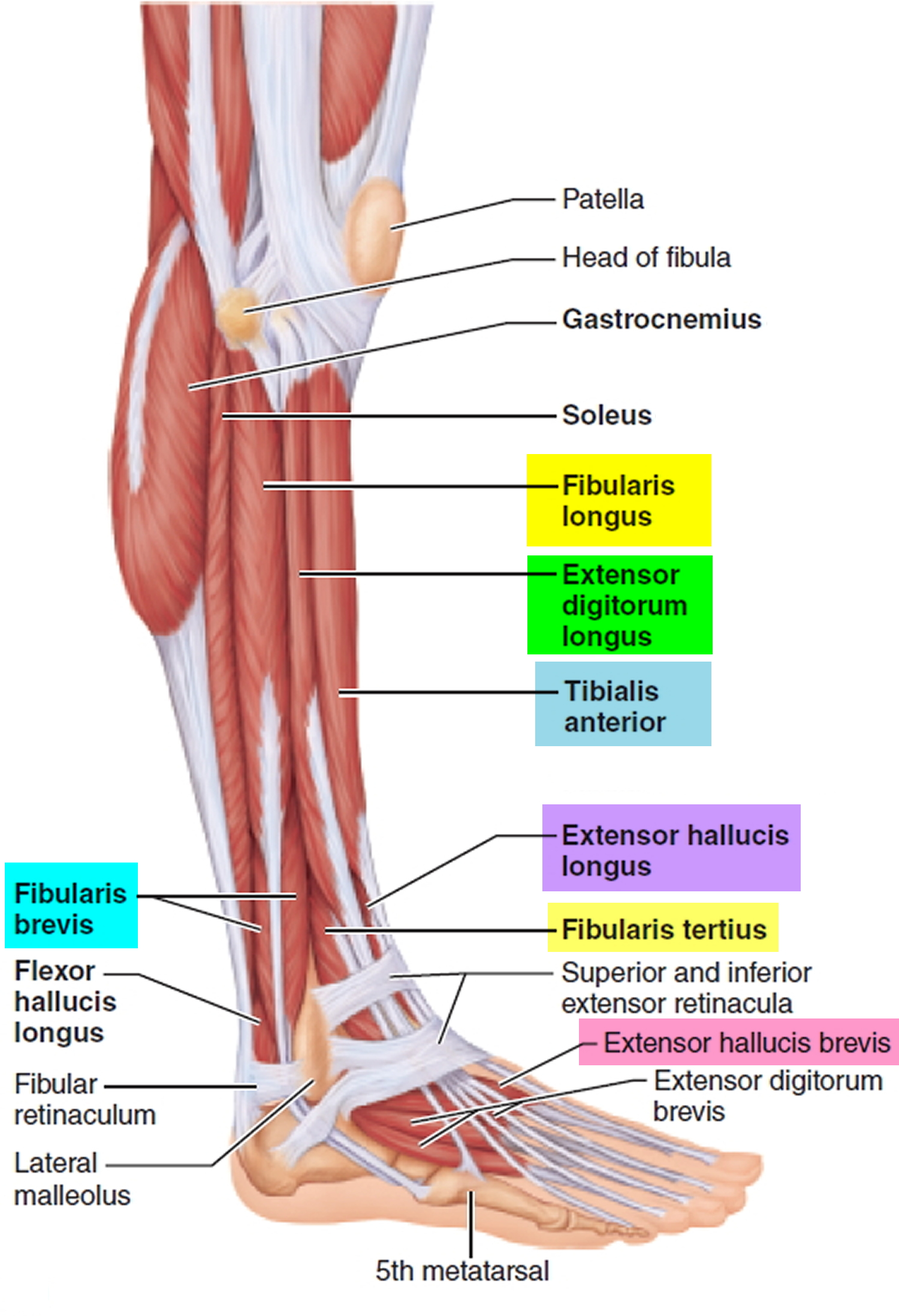 thigh muscle compartments